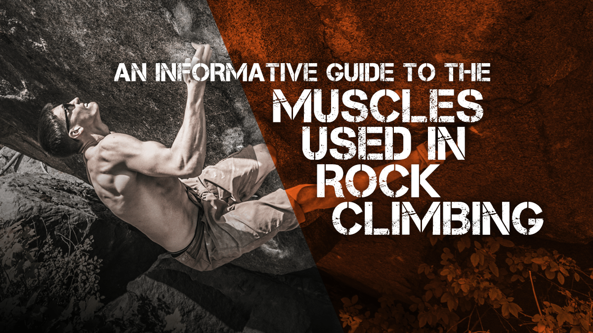 An Informative Guide to the Muscles Used in Rock Climbing